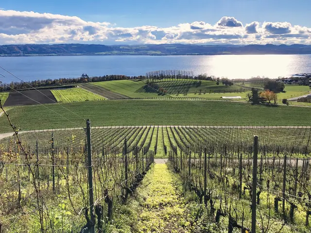Vineyards running down to Lake Neuchâtel at Concise, the 1476 battlefield